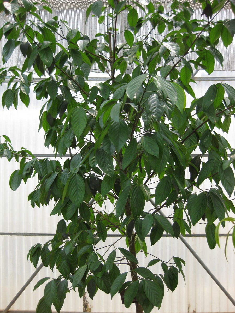 Garcinia hanburyi (Hanbury's garcinia) — photo