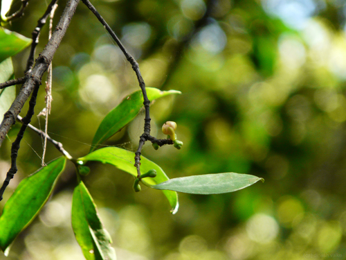 Garcinia indica (Kokam Butter) — photo