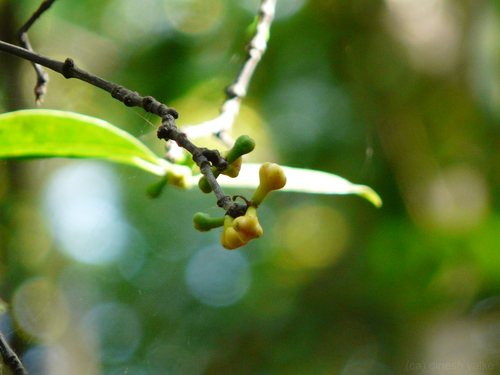 Garcinia indica (Kokam Butter) — photo