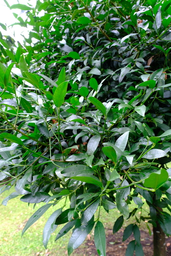 Garcinia intermedia (Intermediate garcinia) — photo
