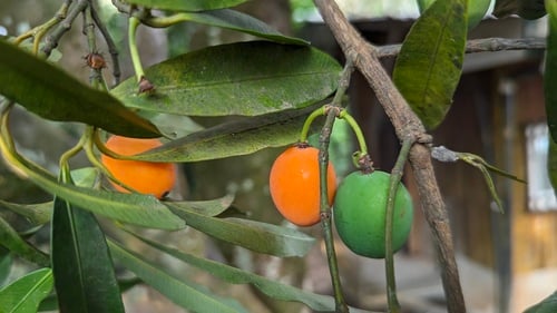 Garcinia intermedia