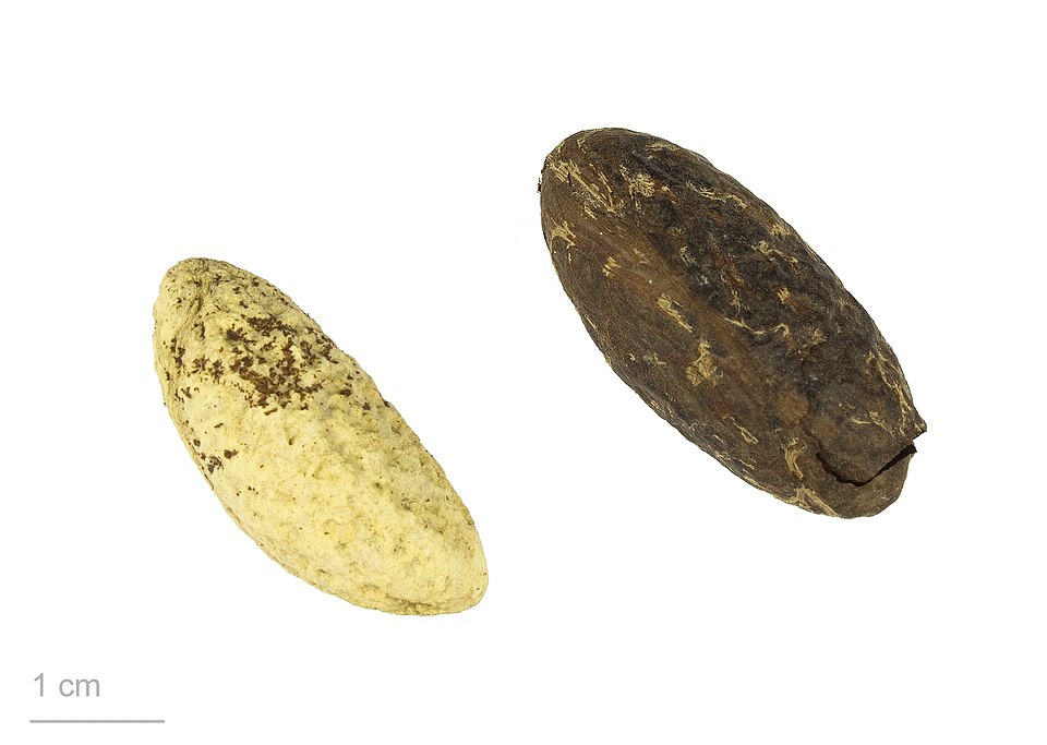 Garcinia kola (Bitter Kola) — photo