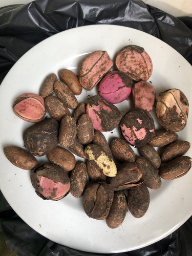 Garcinia kola (Bitter Kola) — photo