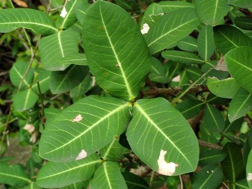 Garcinia livingstonei (African mangosteen) — photo