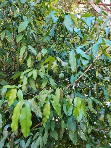 Garcinia macrophylla (Large-leaf mangosteen) — photo