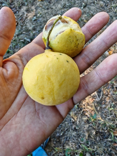 Garcinia macrophylla (Large-leaf mangosteen) — photo