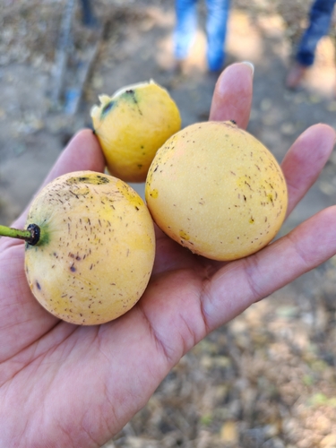 Garcinia macrophylla