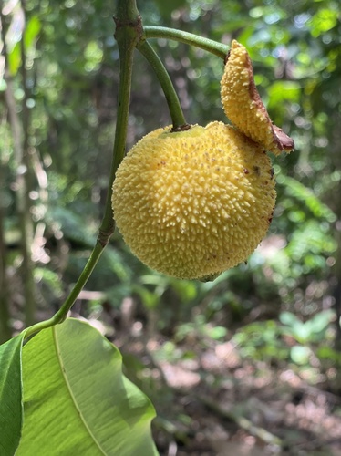 Garcinia madruno (Madrono) — photo