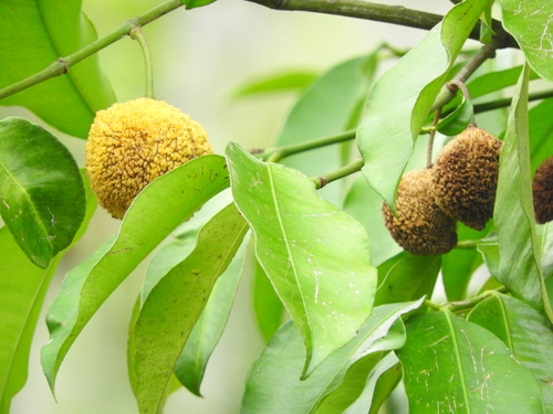 Garcinia madruno (Madrono) — photo