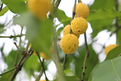 Garcinia madruno