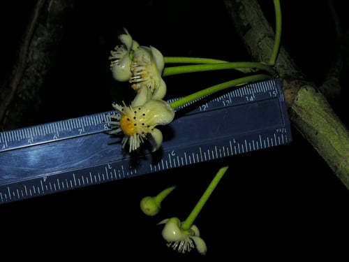 Garcinia magnifolia
