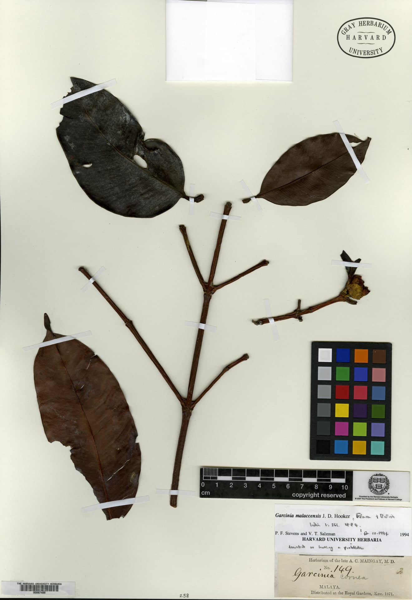 Garcinia malaccensis
