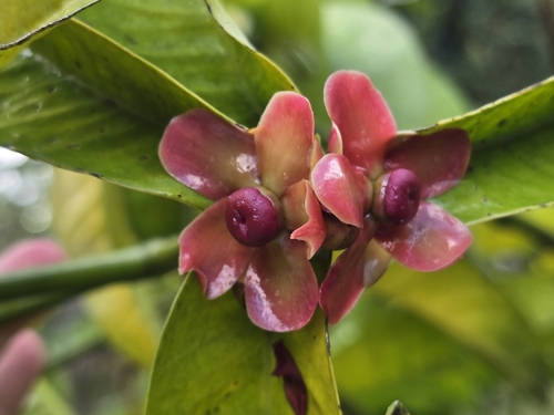 Garcinia mangostana (Mangosteen) — photo