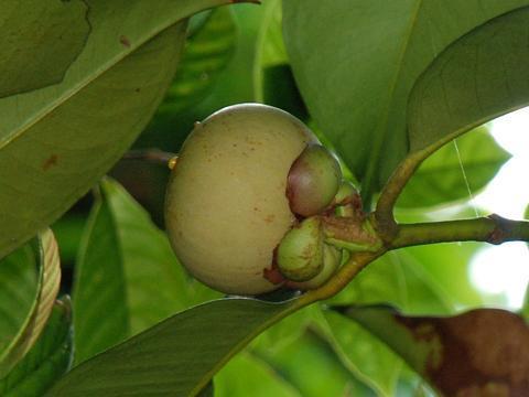 Garcinia mangostana (Mangosteen) — photo