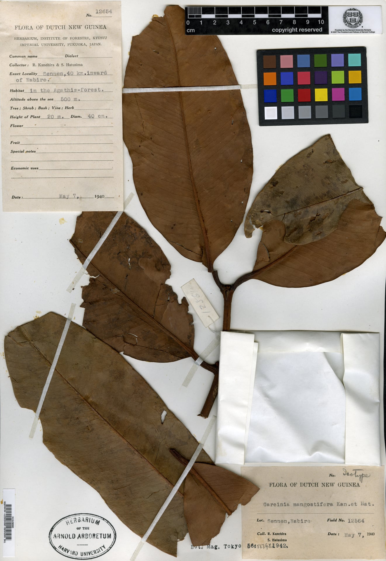 Garcinia mangostifera