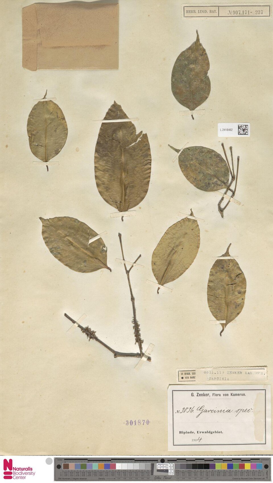 Garcinia mannii — photo