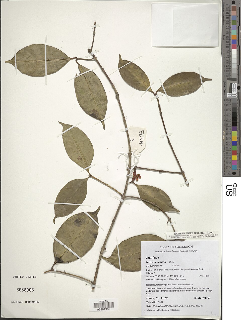 Garcinia mannii