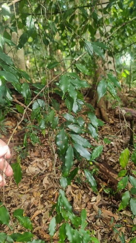Garcinia mestonii (Meston’s mangosteen) — photo