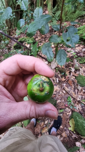 Garcinia mestonii