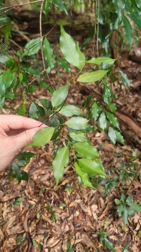 Garcinia mestonii (Meston’s mangosteen) — photo