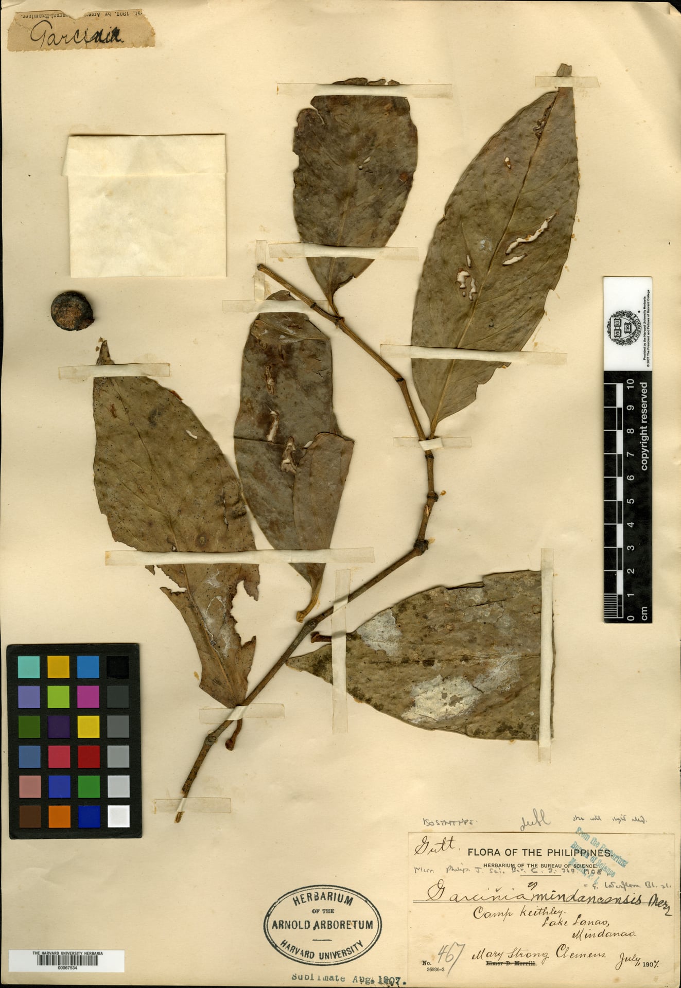 Garcinia mindanaensis (Kariis) — photo