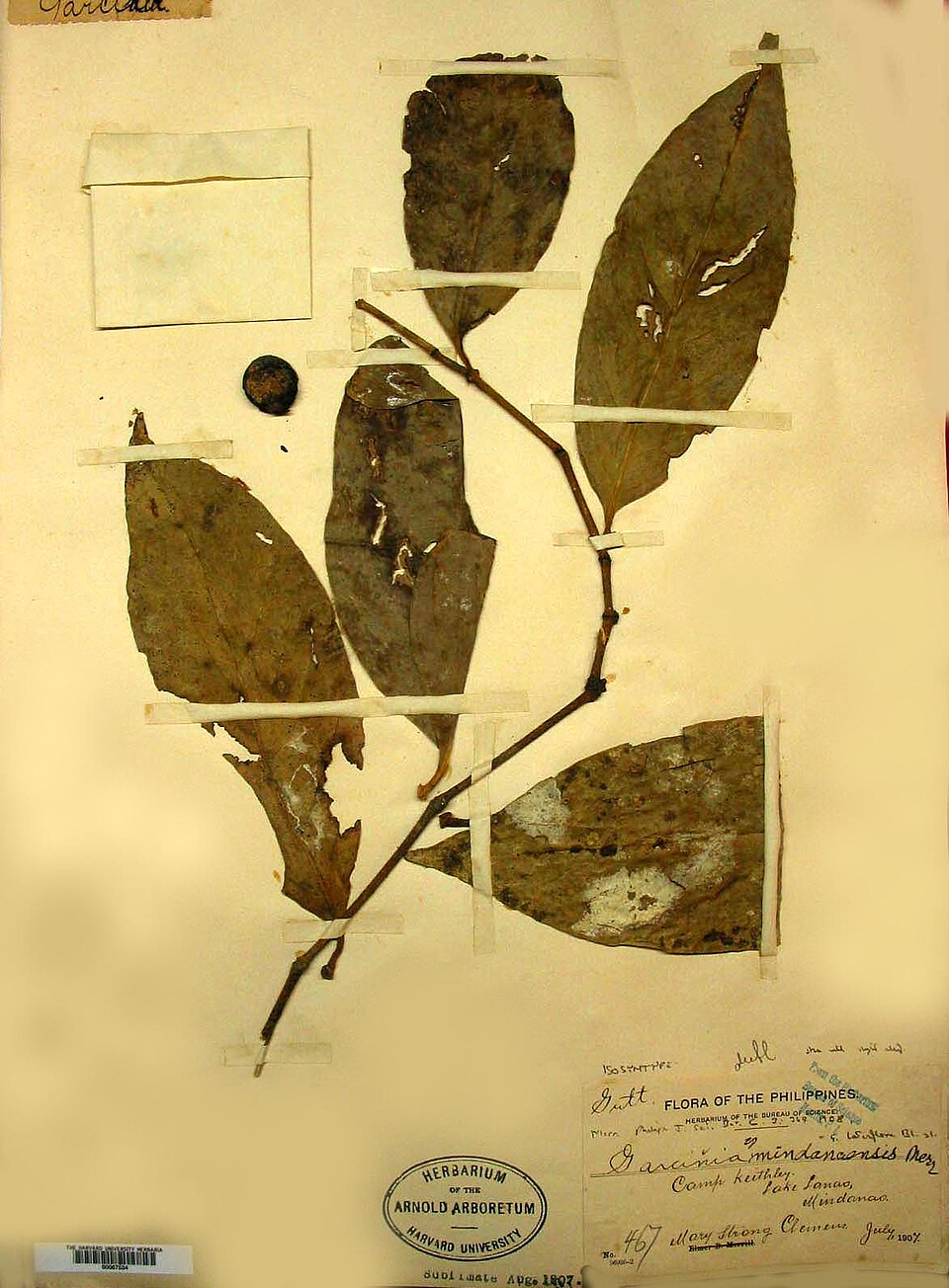 Garcinia mindanaensis