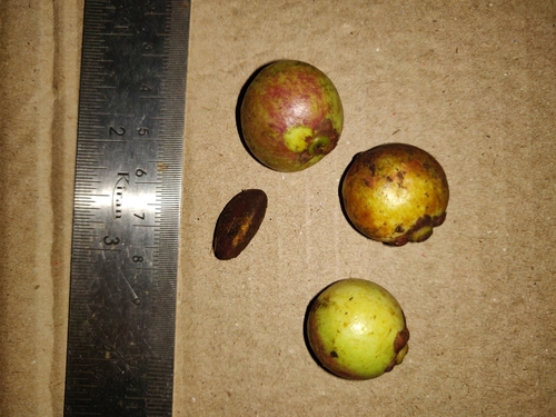 Garcinia morella (Indian gamboge tree) — photo