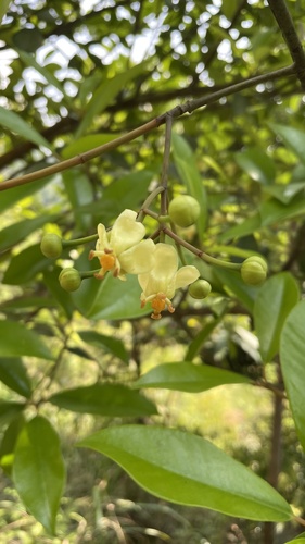 Garcinia multiflora (Guandong mangosteen) — photo