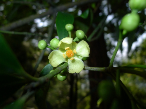 Garcinia multiflora (Guandong mangosteen) — photo