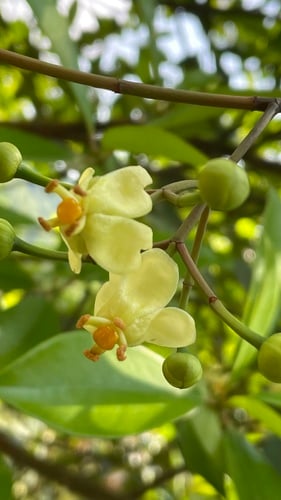 Garcinia multiflora