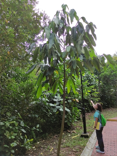 Garcinia nervosa (Mountain mangosteen) — photo