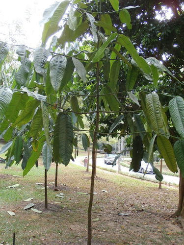 Garcinia nervosa