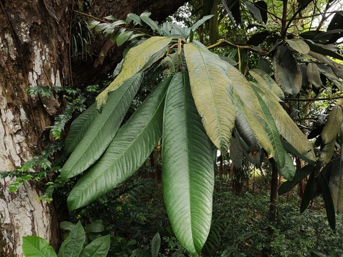 Garcinia nervosa (Mountain mangosteen) — photo