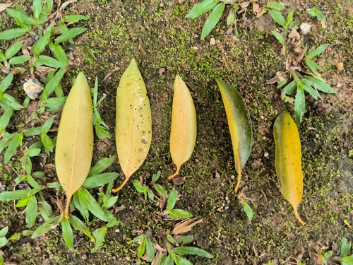Garcinia nigrolineata (Beaked kandis) — photo