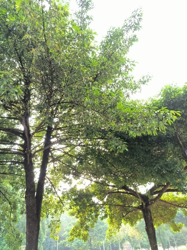 Garcinia nigrolineata (Beaked kandis) — photo