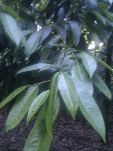 Garcinia nigrolineata