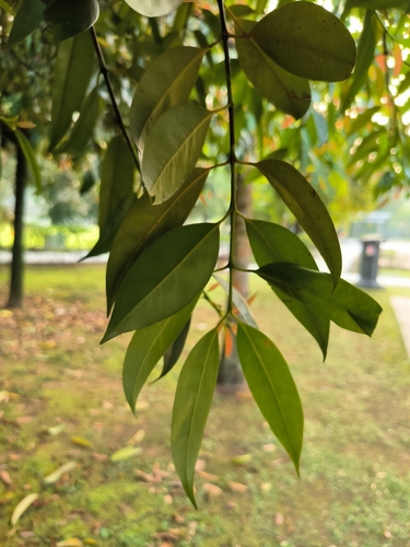 Garcinia nitida