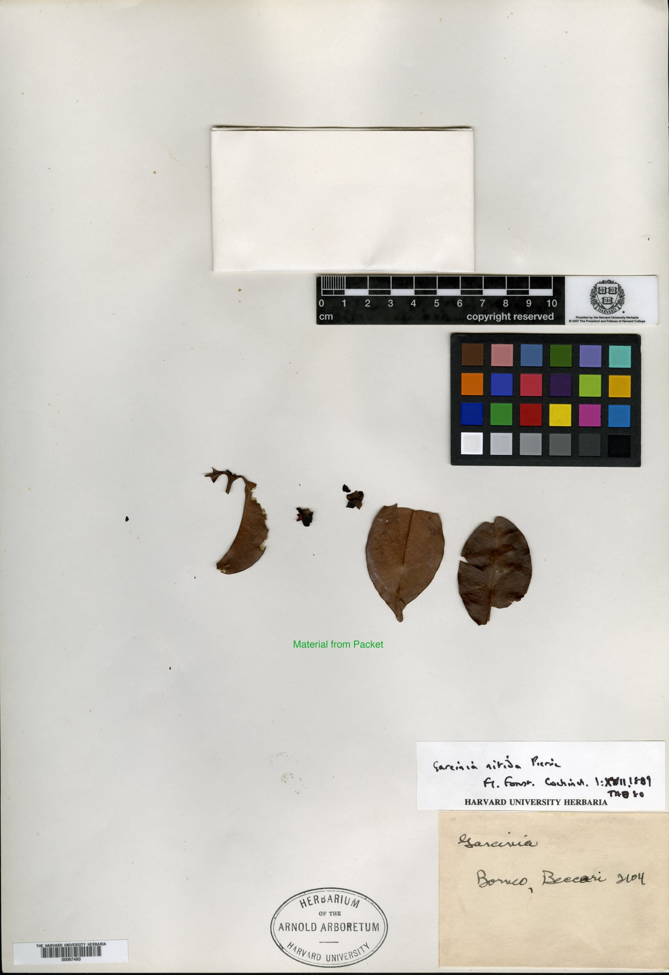Garcinia nitida (Brunei cherry) — photo