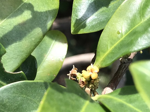 Garcinia oblongifolia (South China mangosteen) — photo