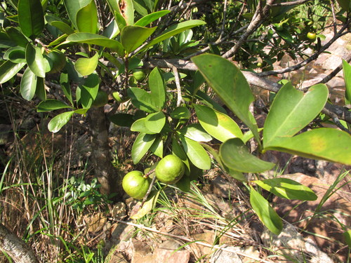 Garcinia oblongifolia (South China mangosteen) — photo