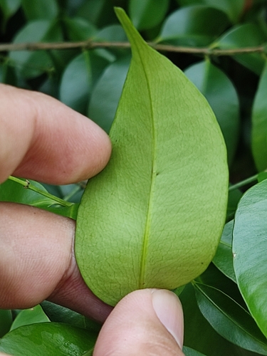 Garcinia opaca — photo