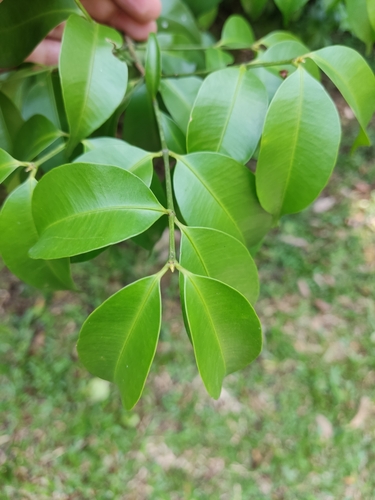 Garcinia opaca