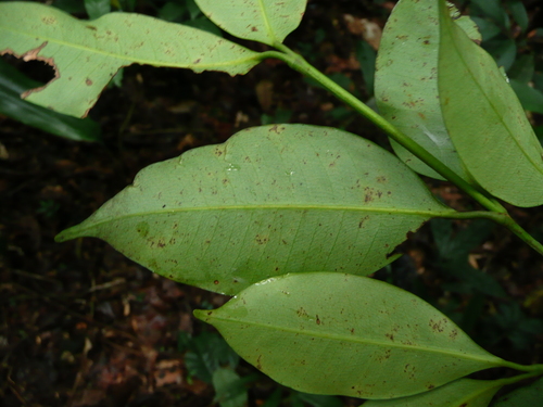 Garcinia ovalifolia — photo