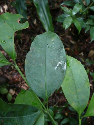 Garcinia ovalifolia