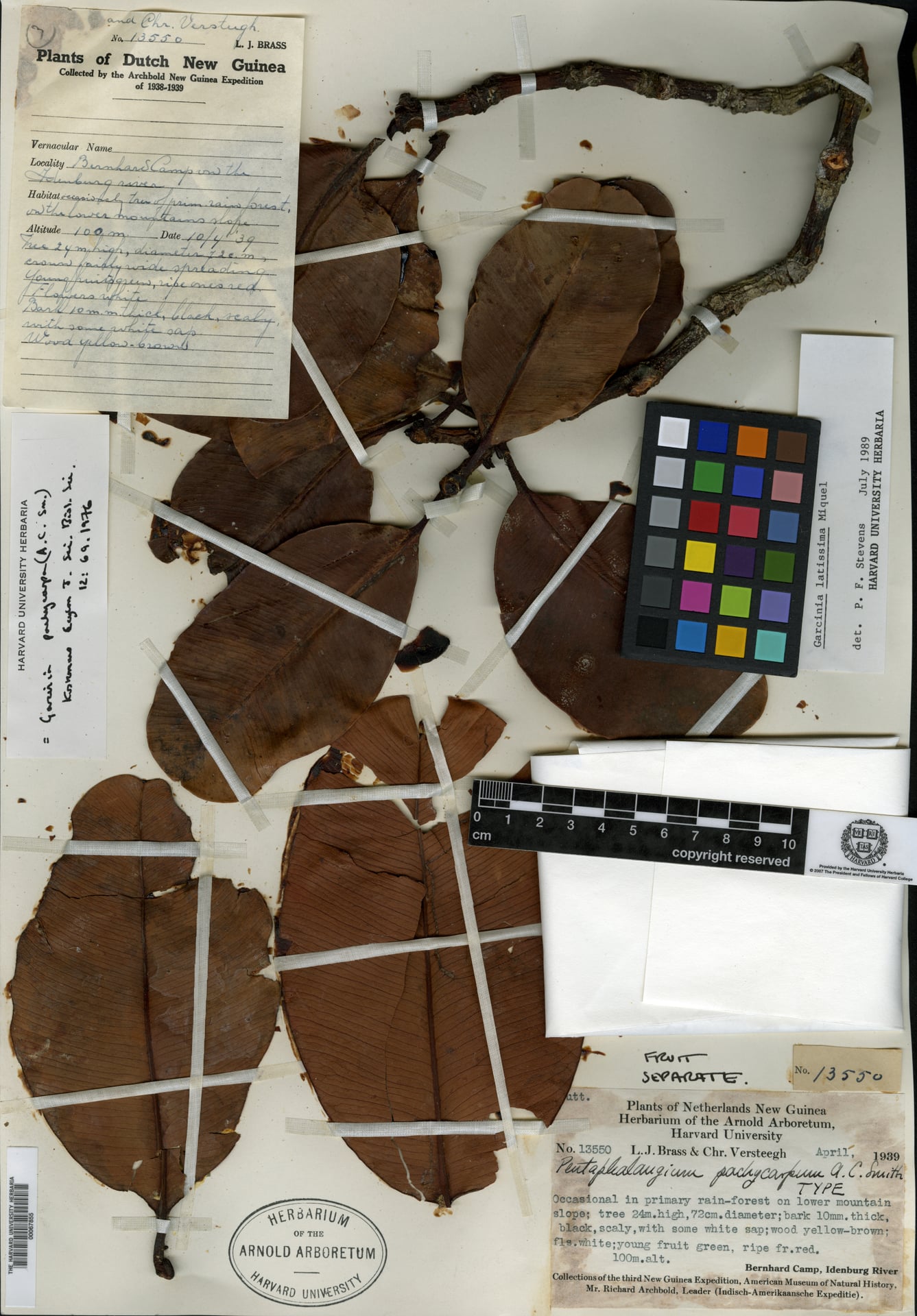 Garcinia pachycarpa