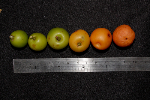 Garcinia parvifolia (Brunei cherry) — photo