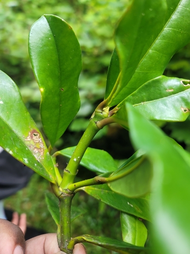 Garcinia pauciflora — photo