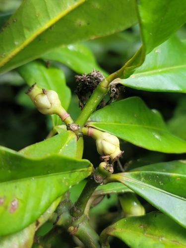 Garcinia pauciflora — photo