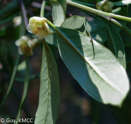 Garcinia pauciflora