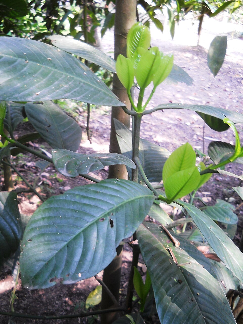 Garcinia pedunculata — photo